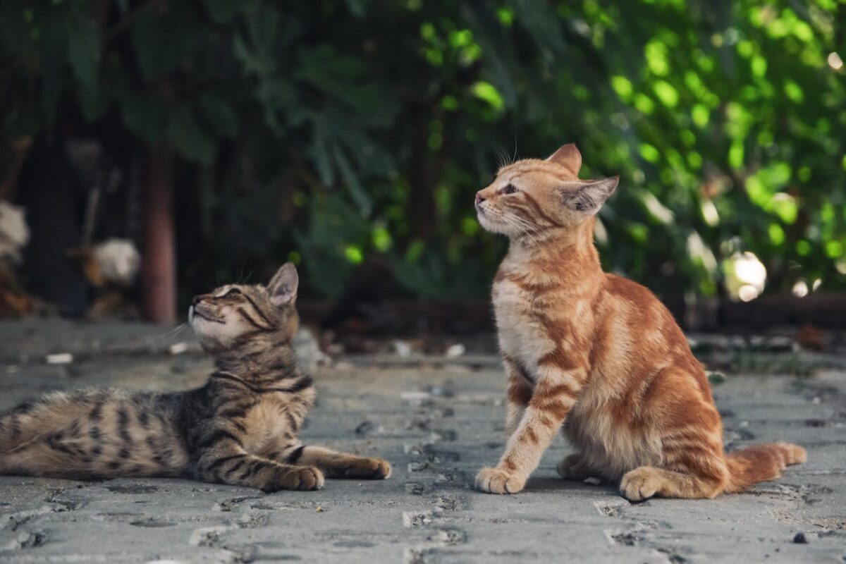 Two adorable kittens sitting and observing their surroundings on an outdoor pavement.