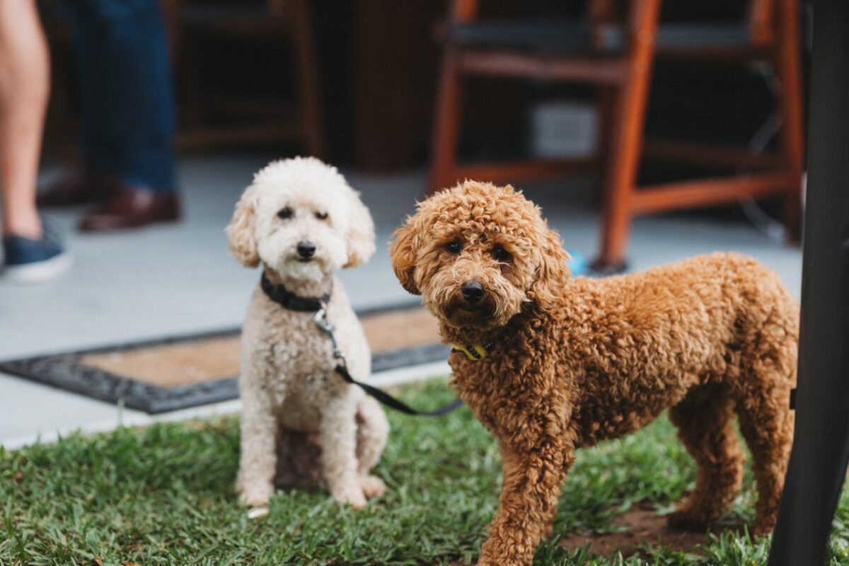 Two adorable poodles enjoying the outdoors in Maitland, NSW, Australia.