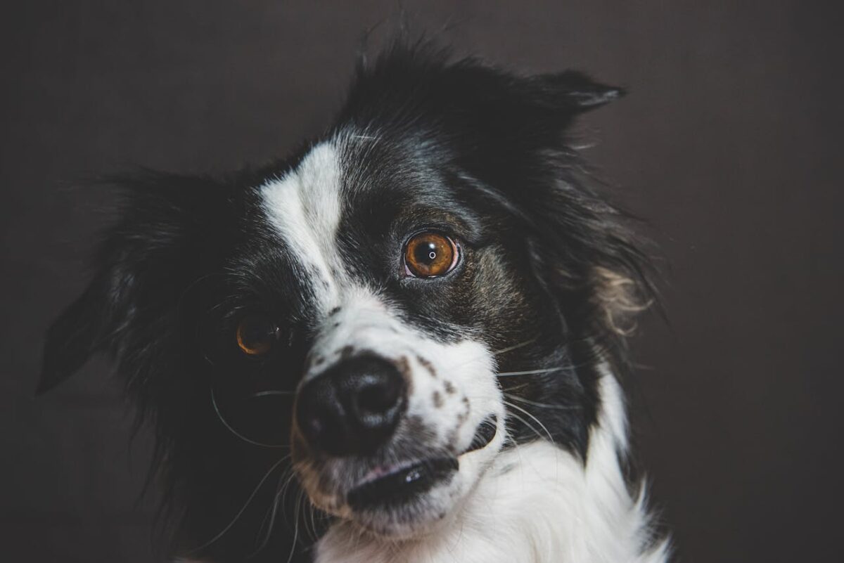 Adorable close-up of a Border Collie with a captivating gaze, perfect for pet-related content.