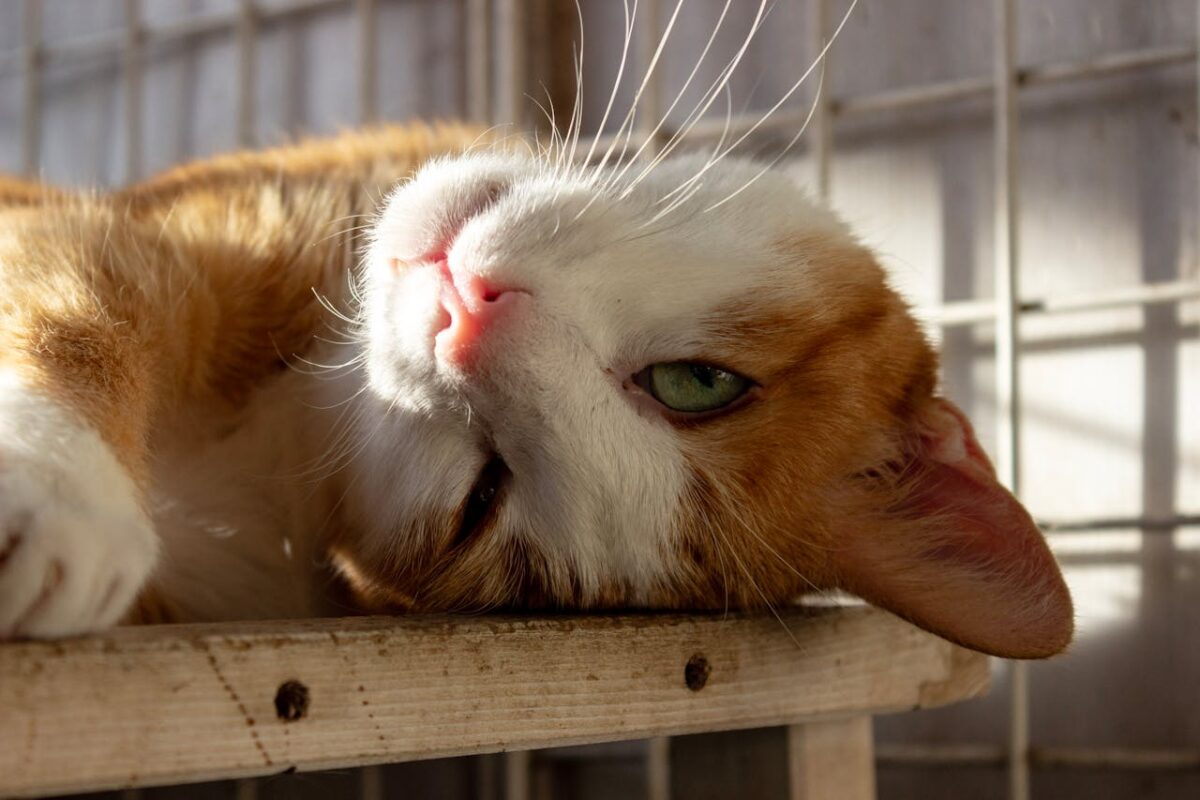 A serene orange and white cat lying on its side, basking in the warm sunlight.