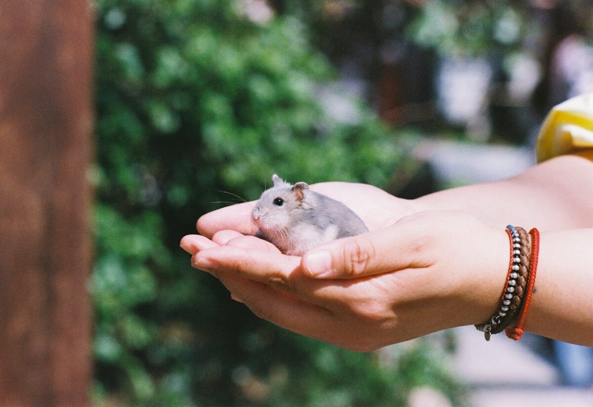 Close-up of a person gently holding a dwarf hamster in their palms outdoors.
