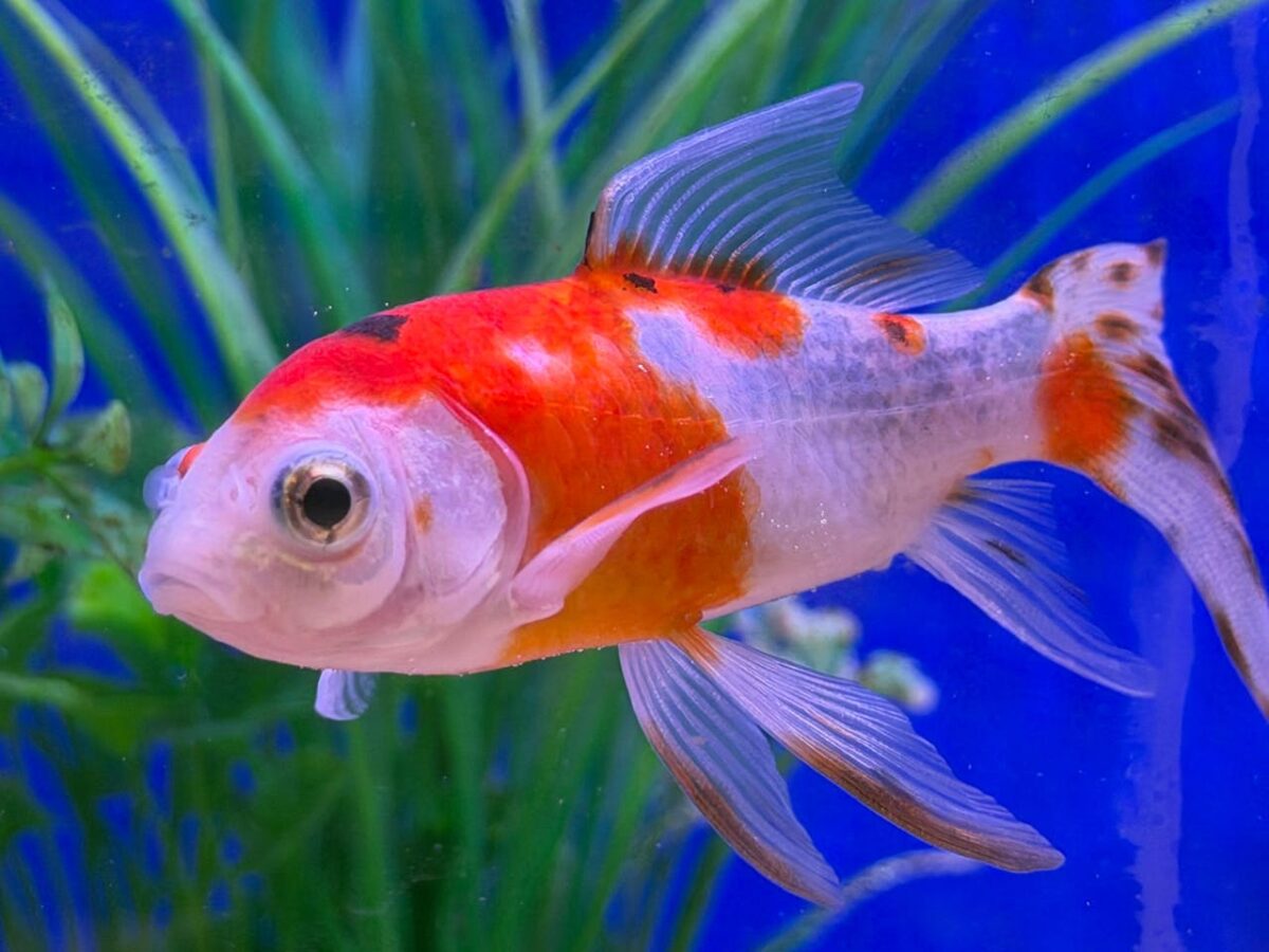 Colorful koi fish in an aquarium with aquatic plants.